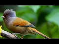 Download Lagu The sound of Laughingthrushes chirping in the wild - manukpedia Birds Sound Series #01