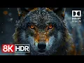 Visual Excellence in 8K R 60fps Dolby Vision 8K Ultra