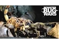 Lagu Black Tailed Scorpion Baby vs Pirate Spider | MONSTER BUG WARS