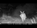 Download Lagu A Cat and a Coyote