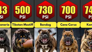 Dog Breeds Ranked By Their Bite Force