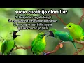 Download Lagu Suara cucak ijo alam liar membangkitkan burung bahan agar gacor !!!