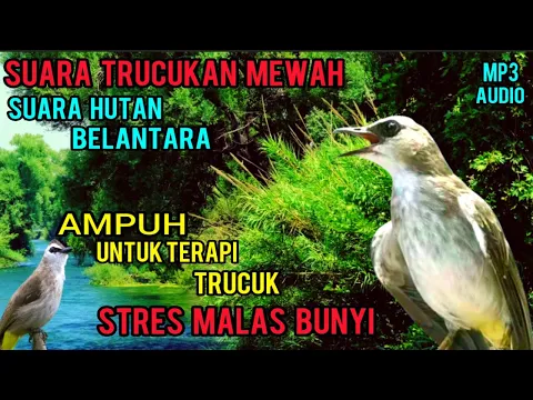 Download MP3 TERAPI TRUCUKAN BIAR CEPAT GACOR GARUDA DAN ROPEL PANJANG, DENGAN KOMBINASI SUARA ALAM BIKIN GACOR.