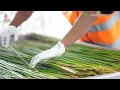 Download Lagu Sedotan Purun Borneo Eco Straws (Sedotan Alami Masa Kini)