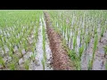 Download Lagu sawah indah salebu pagi hari@wong ndeso salebu