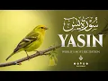 Surah Yasin (Yaseen) سورة يس | Feel the Peace in Every Word Recited | Al-Taqwa TV