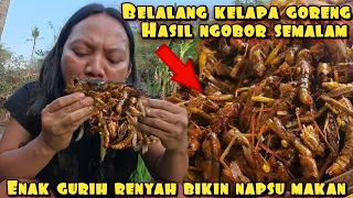 BELALANG KALAPA GORENG HASIL NGOBOR SEMALAM