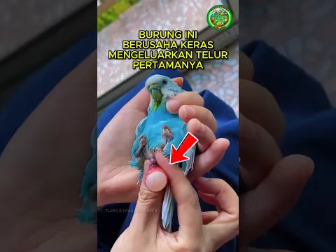 Perjuangan Induk Burung Ini Tidak Sia-sia ❤️‍🩹🐦