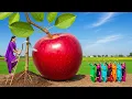 Lagu “Giant Fruits Washed in Village Style 😱🍎 | Desi Fruit Chaat Preparation”