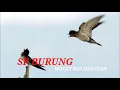 Lagu SUARA BURUNG WALET KALIMANTAN MP3 | SP HUTAN RIMBA | INFO WALET OFFICIAL