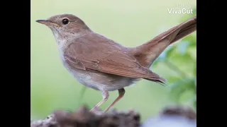 صوت الكلب الاشول  الزرادى واللبودي   ودخلةالصفصاف    الاصيفر       لاتنسوا الاشتراك بالقناة دندنها