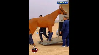 ياحبيبي يا محمد 