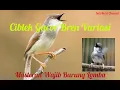 Download Lagu Masteran ciblek gacor bren variasi | masteran burung lomba