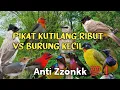 Lagu MP3 Pikat Kutilang Ribut VS Burung Kecil Ribut Sangat Ampuh Untuk Pikat 