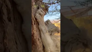 هذه الشجرة يحدد مخالبه دائما عليها الاسد  هذه الشجرة يحدد مخالبه دائما عليها الاسد