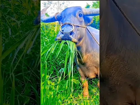 कैसे डरा रहे बैल 🤩😲😱🦬🦬🐸# Vairal # Trending