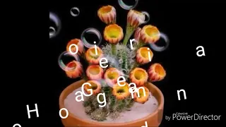 Good morning gif Good morning Have a great day