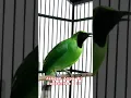Download Lagu Cucak Ijo Konslet Satu Nafas 3 Lagu#cucakijoemmositinggi #burung #birds #shorts #shortvideo
