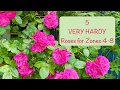5 VERY Hardy for Zones 4-8 Some even Zone 3