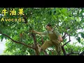 Lagu 神奇的云南什么都种得出来，一起来看看这个巨型牛油果，生长在热带的森林奶油！【叫我阿霞Channel】