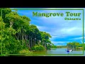 Download Lagu [Subtitles] [Mangrove Tour] Kayak adventure on a subtropical river!