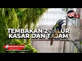 Lagu Pukulan 2 Jalur Masteran Cucak Cungkok Super Gacor Materi Tembakan Kasar dan Tajam