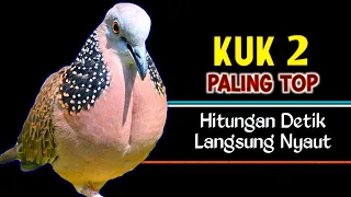 suara tekukur gacor kuk 2 paling ampuh untuk pancingan dan pikat