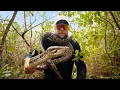 Catching Giant Pythons in the Everglades