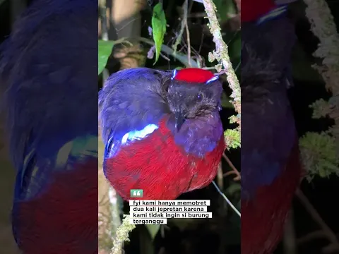This bird is insane !!! #garnetpitta #ukppariwisata #unlockindonesia #diazborneo #anakhutan