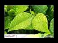 Download Lagu Hijau Daun -  Sampai Kau Bicara Karaoke