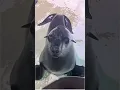 I always thought seals had smooth slippery skin like the ones you see on TV