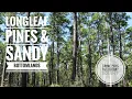 Longleaf Pines of Southeast Texas