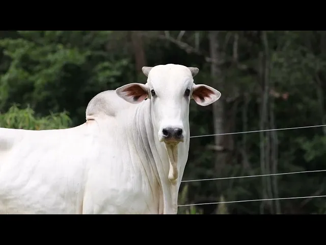 Touro Nelore ACSM - 212