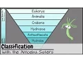 Classification