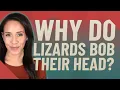 Why do lizards bob their head