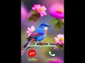 Download Lagu Birds Ringtone 2024. Viral Tone Birds Ringtone.