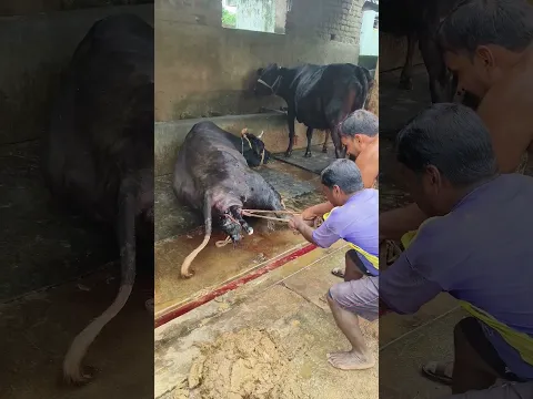 Dystocia#cow gives birth#Mathur Mondal solved dystocia