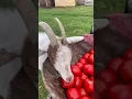 Can Goats Eat Tomatoes