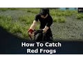 Final Fantasy XV How To Catch Red Frogs The Professors Protege Quest