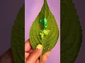 Simple Leaf Printing with Acrylic