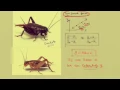 Linear equation connecting cricket chirps to temperature