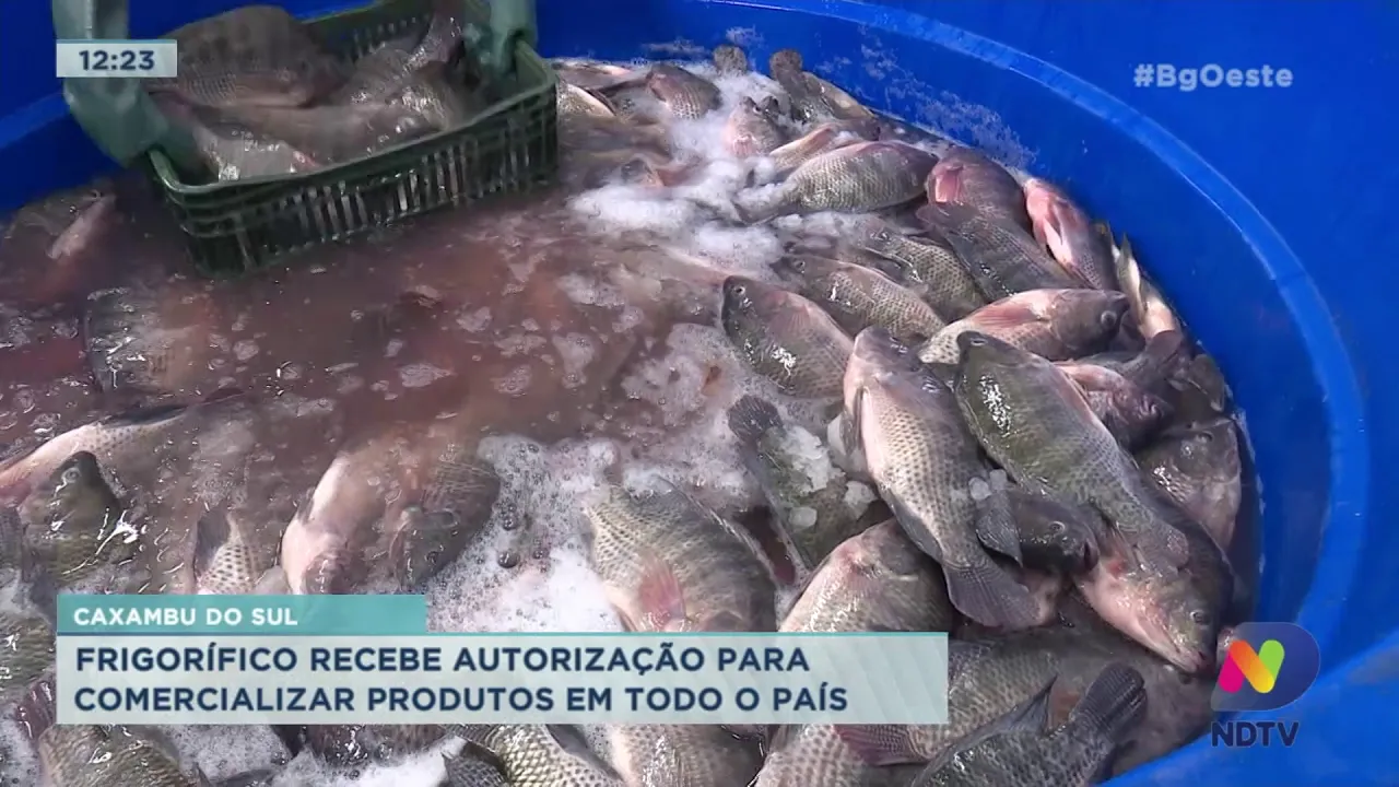 Caxambu do Sul: Frigorífico recebe autorização para comercializar produtos em escala nacional