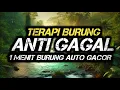 Download Lagu Terapi air untuk semua jenis burung, gemericik air terapi burung, Terapi Burung ANTI GAGAL 2025
