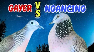 perkutut lokal gacor vs tekukur gayer suara bening pancingan pagi hari