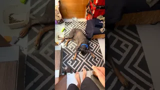 #Fyp #dream #YouTube #doberman #pets