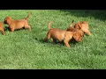 Fox Red Lab Puppies For Sale