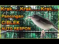Lagu PANCINGAN SUARA CIBLEK AMPUH COCOK UNTUK BURUNG BAHAN