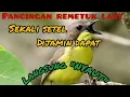 Suara pancingan remetuk laut TERAPI agar bunyi ❗ pancingan jantan betina gacor