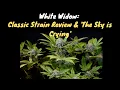 White Widow Classic Strain Review The Sky is Crying