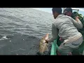 Download Lagu SAMPAI MENAGIS TIDAK KUAT MANCING IKAN SEBESAR INI🐠